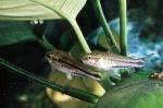 Corydoras pygmaeus